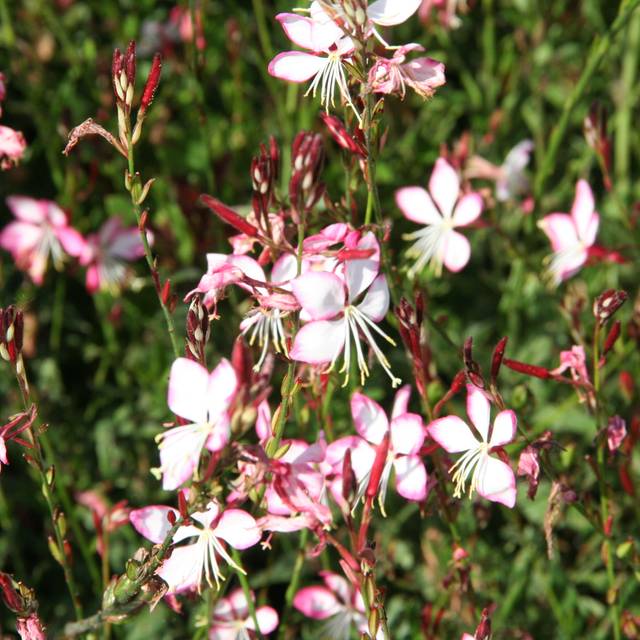 Gaura lindheimeri 'Rosyjane' (Marie-Elise LIENNARD)